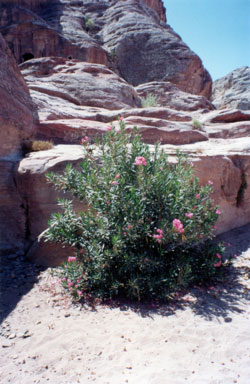 Oleander